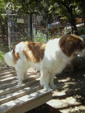Plinio